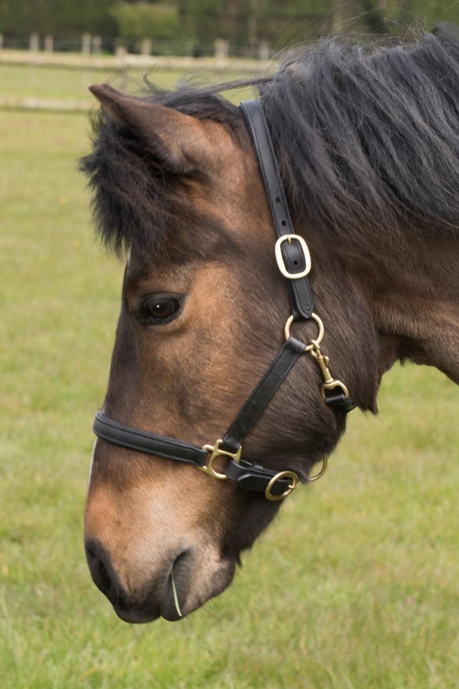 NEW Whitaker Soft Leather Pony Headcollar (15) main image 1